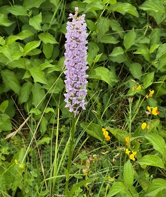 Fragrant Orchid