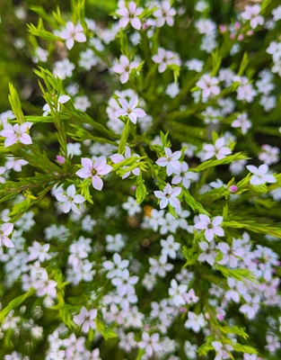Image of Creeping Gypsophila
