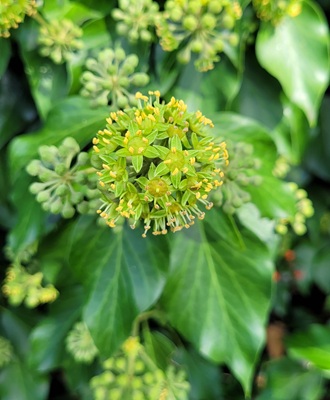 Image of Common Ivy