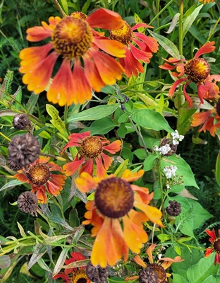Image of Sneezeweed