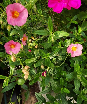Image of Common Rock-rose