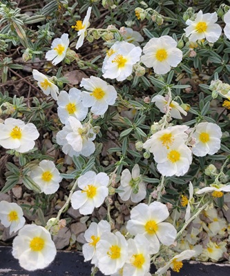 White Rock-rose