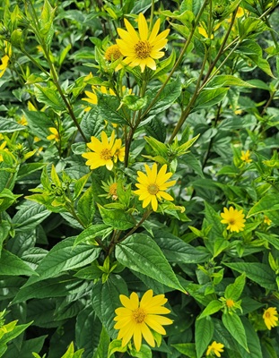 Image of Jerusalem Artichoke