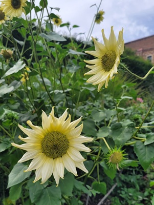 Image of Sunflower