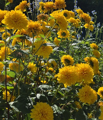 Image of Thinleaf Sunflower