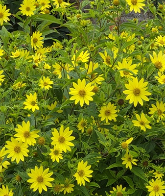 Image of Giant Sunflower