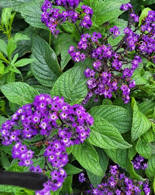 Image of Heliotrope