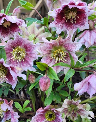Image of Lenten Rose