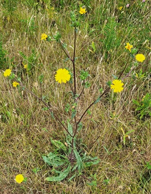 Image of Bristly Oxtongue