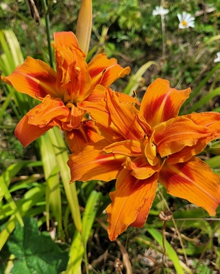 Image of Orange Daylily