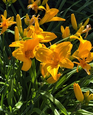 Middendorff's Daylily
