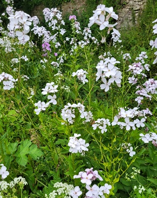 Image of Dame's Rocket