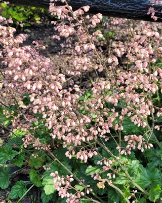 Image of Coral Bells