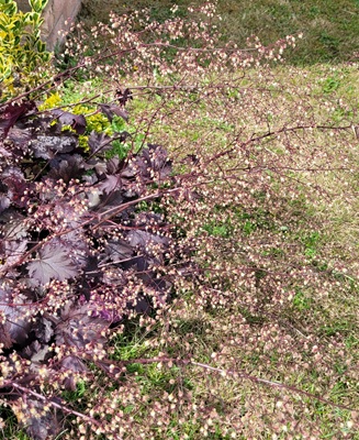 Image of Crevice Alumroot