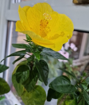 Image of Chinese Hibiscus
