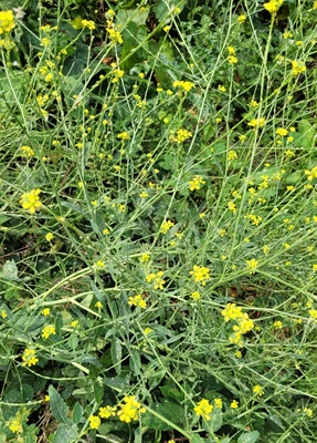 Image of Shortpod Mustard