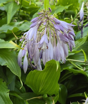 Image of Siebold's Plantain Lily