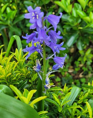 Image of Spanish Bluebell