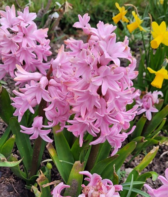 Image of Hyacinth