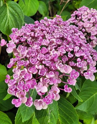 Image of Hydrangea
