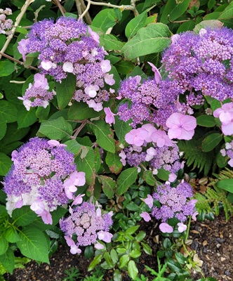 Image of Bigleaf Hydrangia