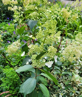 Image of Panicle Hydrangea