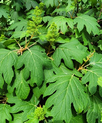 Oakleaf Hydrangea