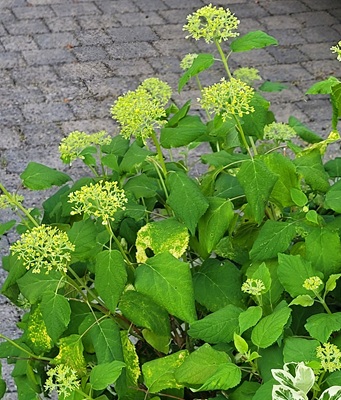Image of Smooth Hydrangea