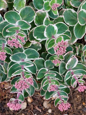 Image of Showy Stonecrop