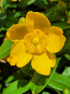 Image of Rose-of-Sharon