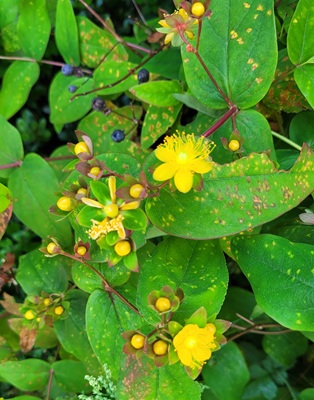 Image of Tutsan
