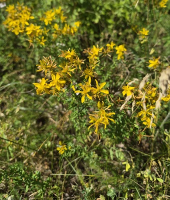 Image of Common St. John's Wort