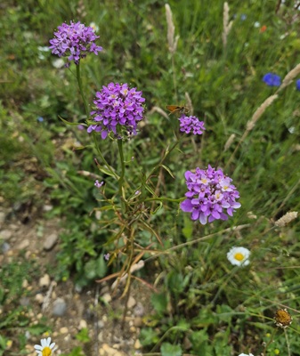 Image of Garden Candytuft