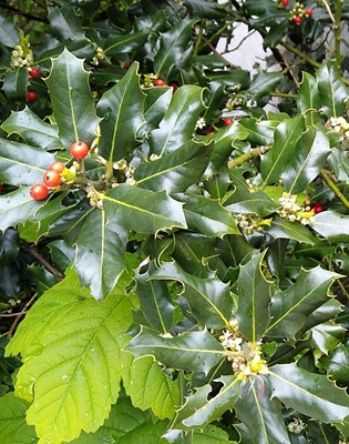 Image of Common Holly