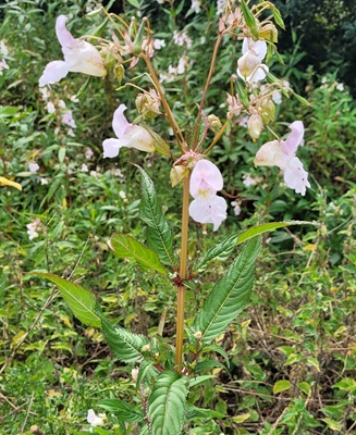 Image of Hymalayan Balsam