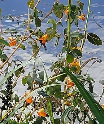 Image of Spotted Touch-me-not