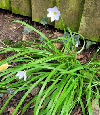 Image of Spring Starflower
