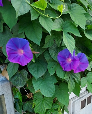 Image of Blue Morning Glory