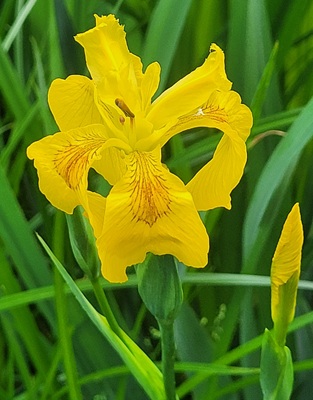 Image of Yellow Flag
