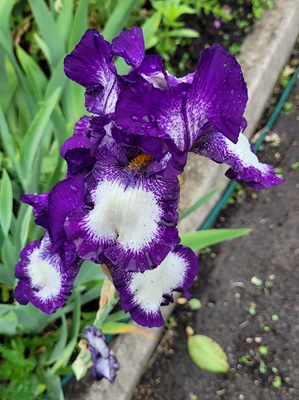 Image of Bearded Iris