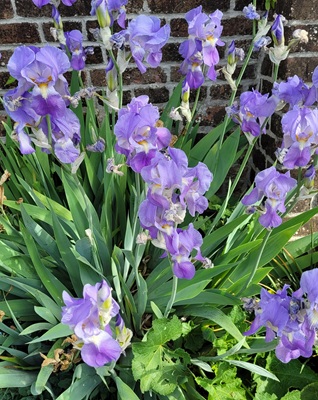 Image of Blue Flag Iris