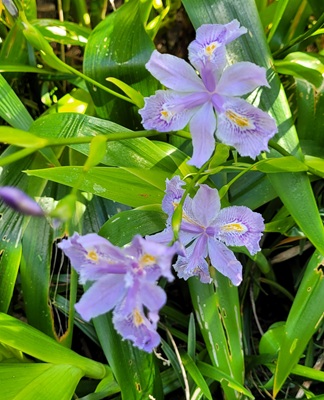 Butterfly-flower