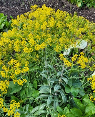 Dyer's Woad