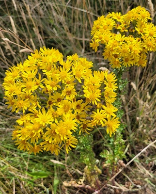 Image of Ragwort