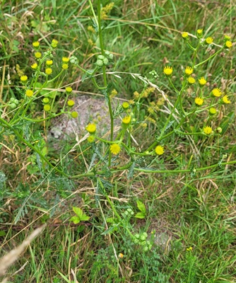 Image of Hoary Ragwort