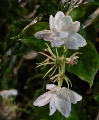 Arabian Jasmine