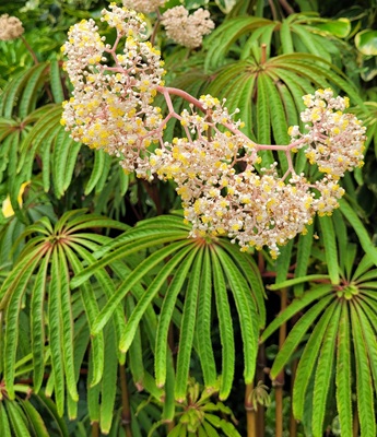 Image of Coral Plant