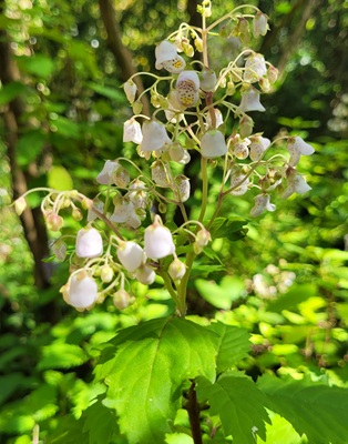 Image of Violet Slipper Flower