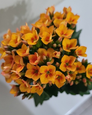 Image of Flowering Kalanchoe
