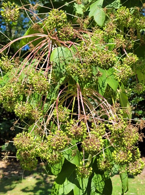 Image of Caster Oil Tree